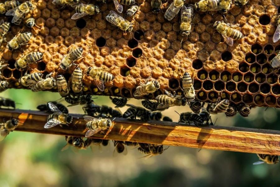 Strażacy nie będą usuwać gniazd os i pszczół. Zrobią to tylko w przypadku zagrożenia