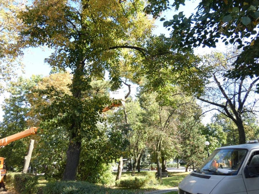 Wycinka drzew na placu 3 Maja: konieczna, bo drzewa były spróchniałe