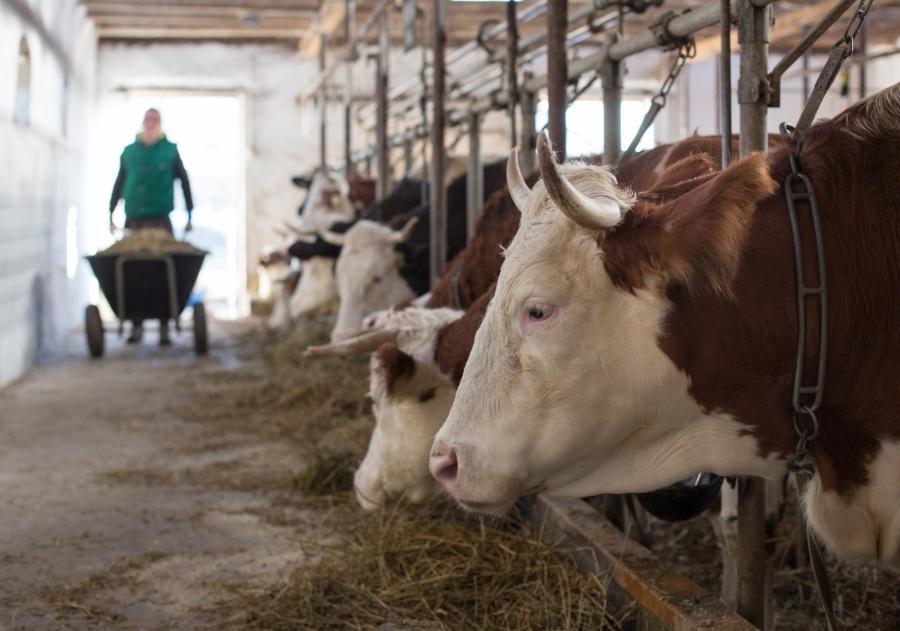 Ubojnie w powiecie radomszczańskim zostaną skontrolowane