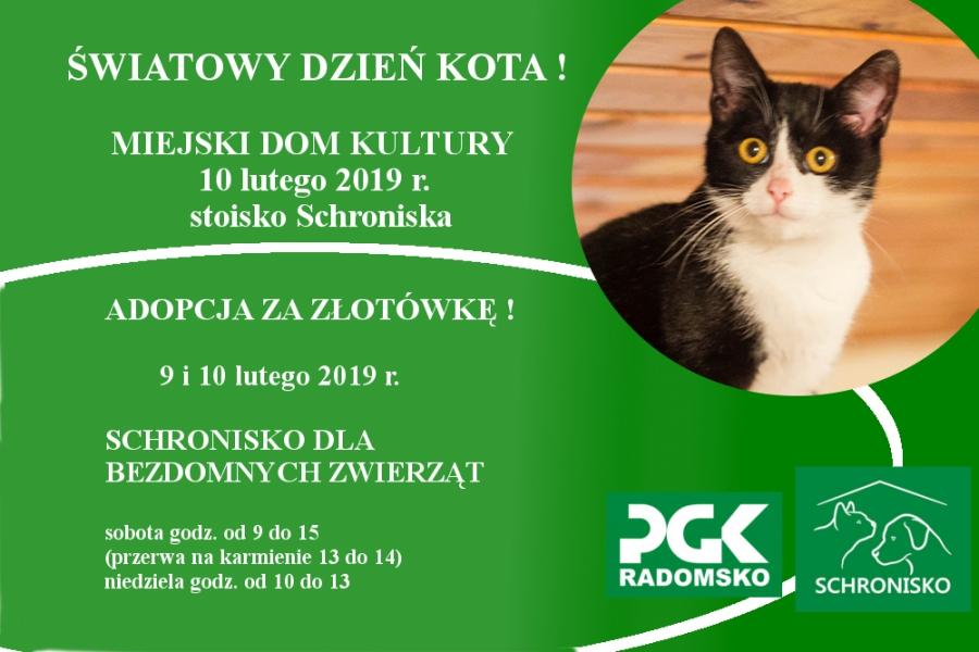 Rasowe w Miejskim Domu Kultury, dachowce w schronisku, za złotówkę