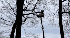UM przestrzega: Cięcie drzewa, gdy są na nim ptasie gniazda, jest zabronione. Okres ochronny kończy się w październiku