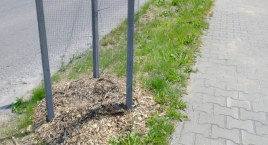 Ulica Prymasa Wyszyńskiego. Czytelniczka: Tu zostaną wsadzone jakieś drzewka? Dendrolog: Już były, ale ktoś je wyrwał