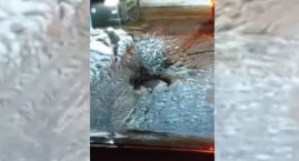 [News GR] Policjanci i lekarze weterynarii zabezpieczyli zwierzęta w Mini ZOO w Radomsku. Placówka zamknęła się kilka dni temu, z sieci zniknął jej Facebook