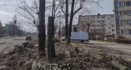 Czytelnik: Przy Jagiellońskiej tną drzewa jak leci. Kolejna rzeź? Dendrolog: Musimy, okazało się, że topole są w złym stanie