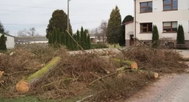[ZDJĘCIA] W szkole rolniczej w Dobryszycach pod piłę pójdzie w sumie 65 drzew. Dyrektorka mówi, że były suche i niebezpieczne