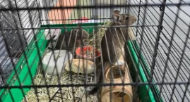 Ktoś zostawił koszatniczki przy śmietniku. Trafiły do pani Julity: - Nie rozumiem, co skłoniło tę osobę do takiego zachowania