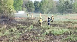 Pożar traw w miejscowości Wygoda. Z ogniem walczyło kilka zastępów straży 