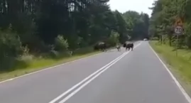 [WIDEO] Starostwo informuje: Właściciel ich szuka. Bizony się nie przejmują i pojawiają raz tu, raz tam...