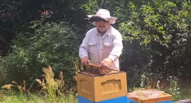 Pszczoły są zdezorientowane. Przez zmianę klimatu mają zaburzony cykl rozrodczy