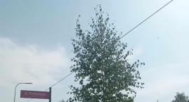 Czytelnik: Piękna ulica Szarych Szeregów, czyli piękne chwasty, brzózki w kablach albo kable w brzózkach