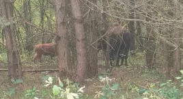 Bizon Forest kochał wolność. I wciąż uciekał. GDOŚ wydał wyrok - zagraża żubrom. Wyrok został wykonany