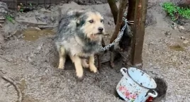 Radomszczańskie Towarzystwo Opieki nad Zwierzętami potrzebuje wsparcia. - Bez was nie będziemy w stanie ich ratować