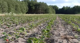 Sajgon w truskawkach: zmiany klimatu odbijają się na produkcji: „Wszystko przyspieszyło
