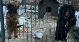 Andżelika Chodorek: - To roczne pieski. Całe mokre, posklejane. W budzie tylko mokra szmata, resztki z obiadu zamrożone, zero wody