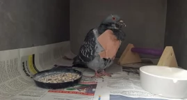 [WIDEO] Gazeta Radomszczańska w fundacji Dziki Projekt. Podobno mają tam teraz najbardziej 