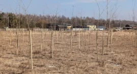 Czytelnik: - Widzieliście, jak te drzewka się ładnie&hellip;