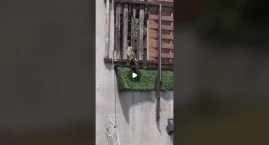 [WIDEO] Czytelniczka: - Niedawno pisaliście o pustuł&hellip;
