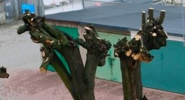 Czytelniczka: Jestem laikiem jeśli chodzi o przycinanie drzew, ale wydaje mi się, że w tym wypadku kogoś poniosło