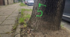 Czytelniczka: Na Fabianiego będzie kolejna rzeź drzew. Rozumiem remont, ale czy naprawdę nie można tego robić z głową?
