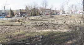 Zarąbali Radomsko. Tylko w sześciu inwestycjach wycięto 427 drzew