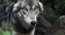 Gmina Kodrąb ostrzega mieszkańców: W Konradowie, blisko domów, zaatakował wilk