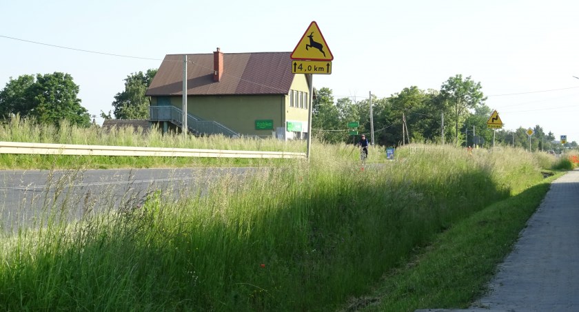Takie trawy tylko przy drodze wojewódzkiej