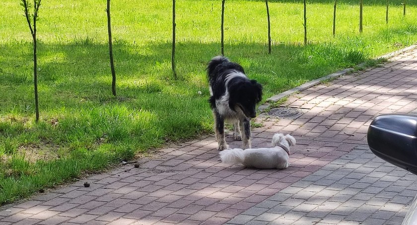Potrzebuje pomocy, ale boi się ludzi