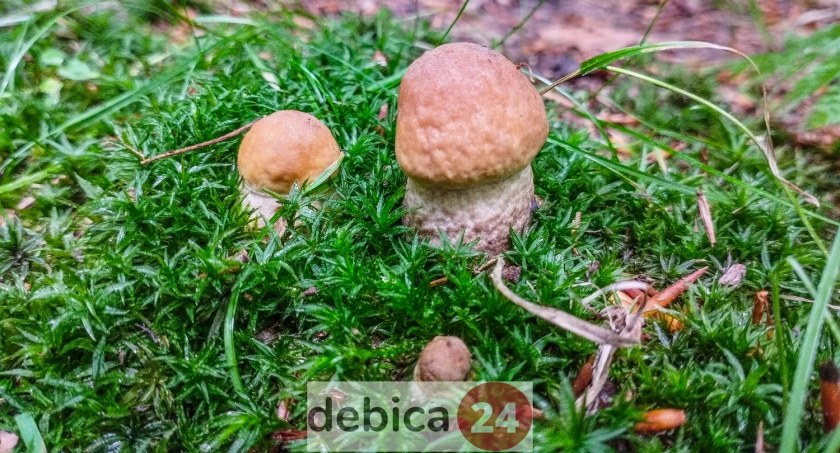 Wysyp grzybów w lasach powiatu dębickiego [ZDJĘCIA]