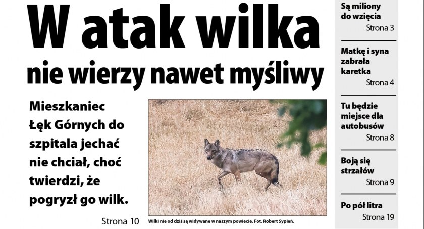 W najnowszym OL: był atak wilka czy tylko panika?