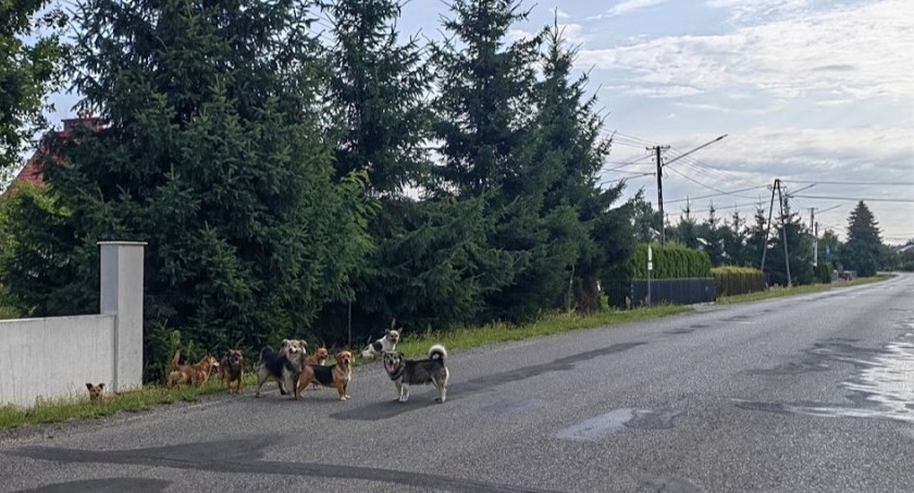 A jak ktoś nie zahamuje...to trudno.