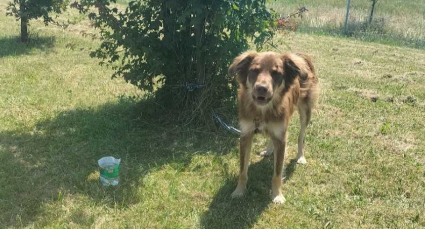 Przywiązał psa przy MOP. Właściciela szuka policja