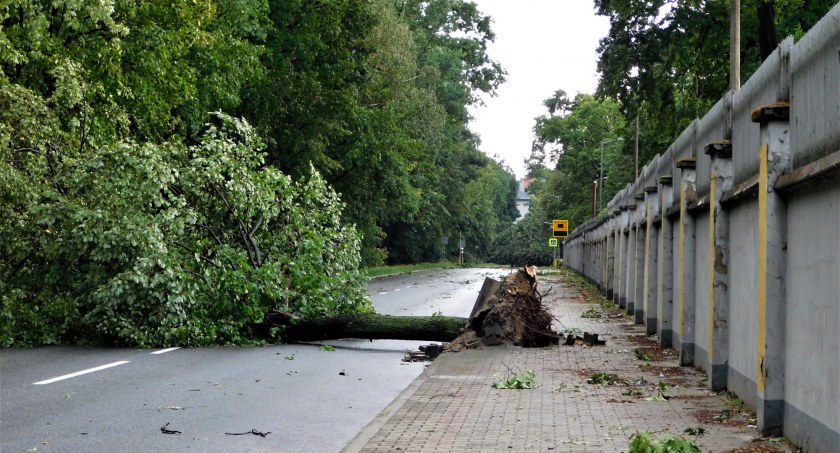 Modlili się, by kolejne drzewa nie spadły na nich - zdjęcia