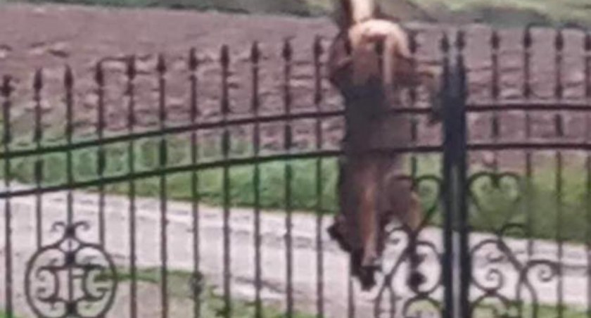 Pies zawisł na płocie. Ratowali go strażacy