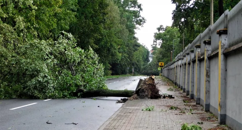 Sierpniowa wichura połamała setki drzew. Co się z nimi stało?