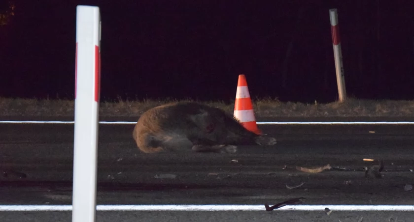 Kraksa  dwóch samochodów z jednym dzikiem