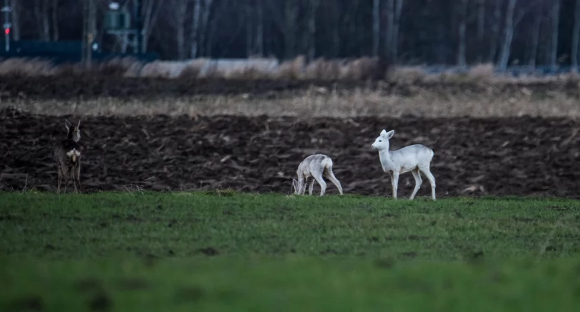 Tym razem nie jedna, a dwie białe sarny [ZDJĘCIA, WIDEO]