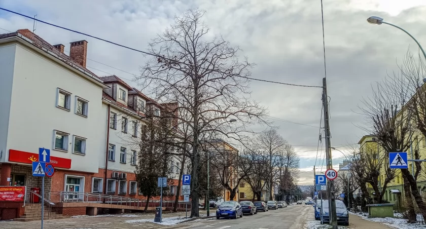 Miasto planuje wycinkę kilkudziesięcioletnich drzew [SONDA]