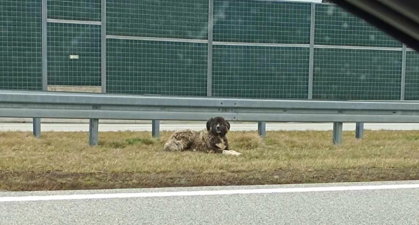Wielki owczarek  zatrzymał ruch na autostradzie 