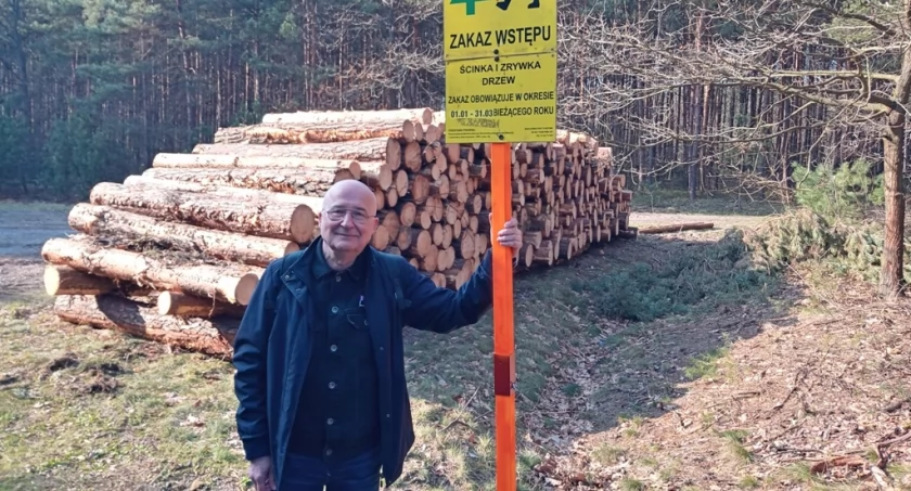 Wycinają drzewa…
