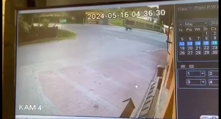 Niedźwiedź biegał po drodze w Borowej