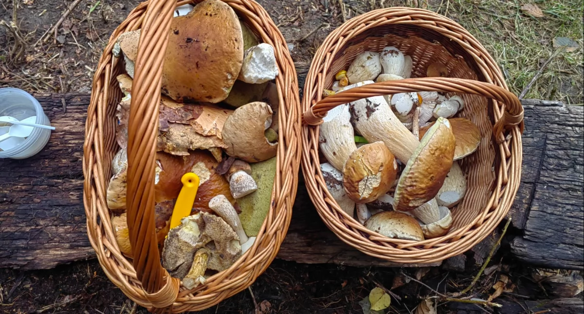 Borowiki jeszcze będą 