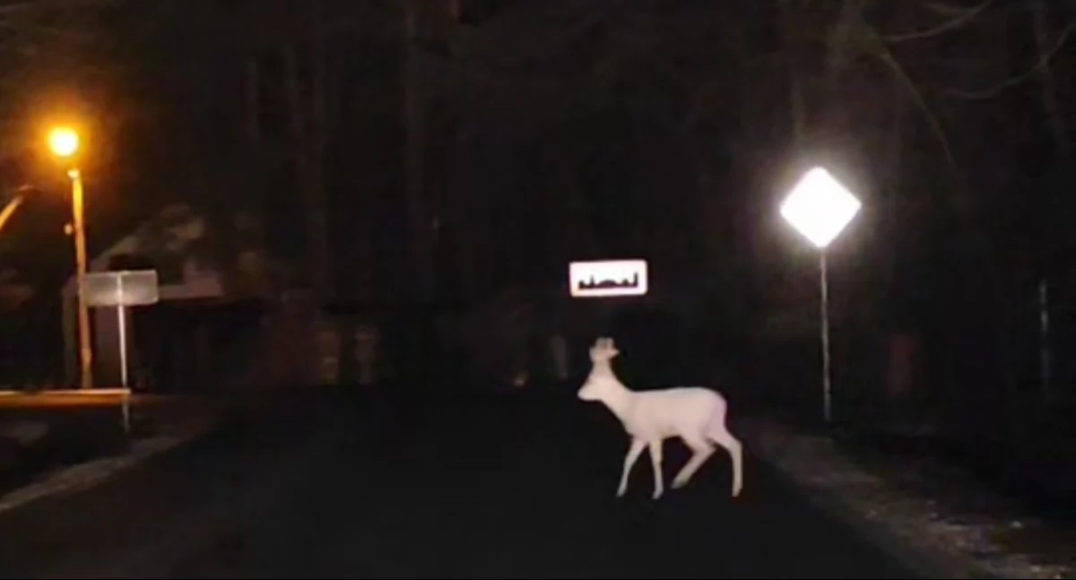 Uwiecznili wilki i białą sarnę [WIDEO, ZDJĘCIE]