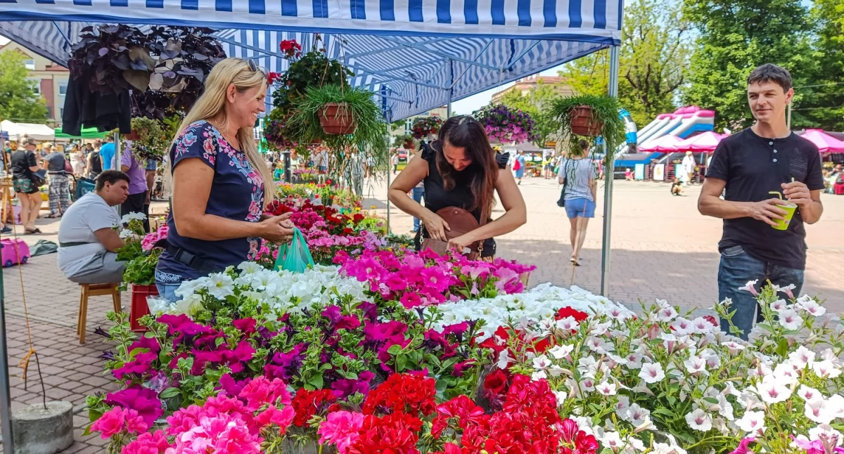 Festiwal kwiatów niebawem na dębickim Rynku