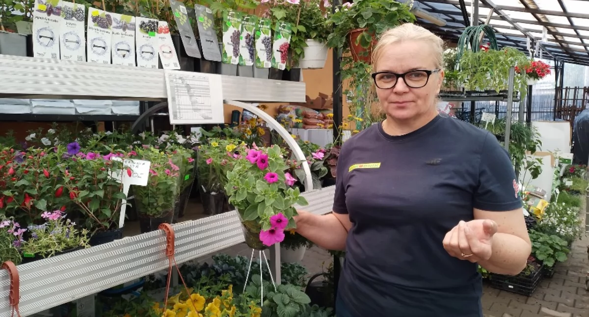 Supertunia vista hitem tej wiosny w Dębicy. Piękny kwiat na tarasy i balkony 