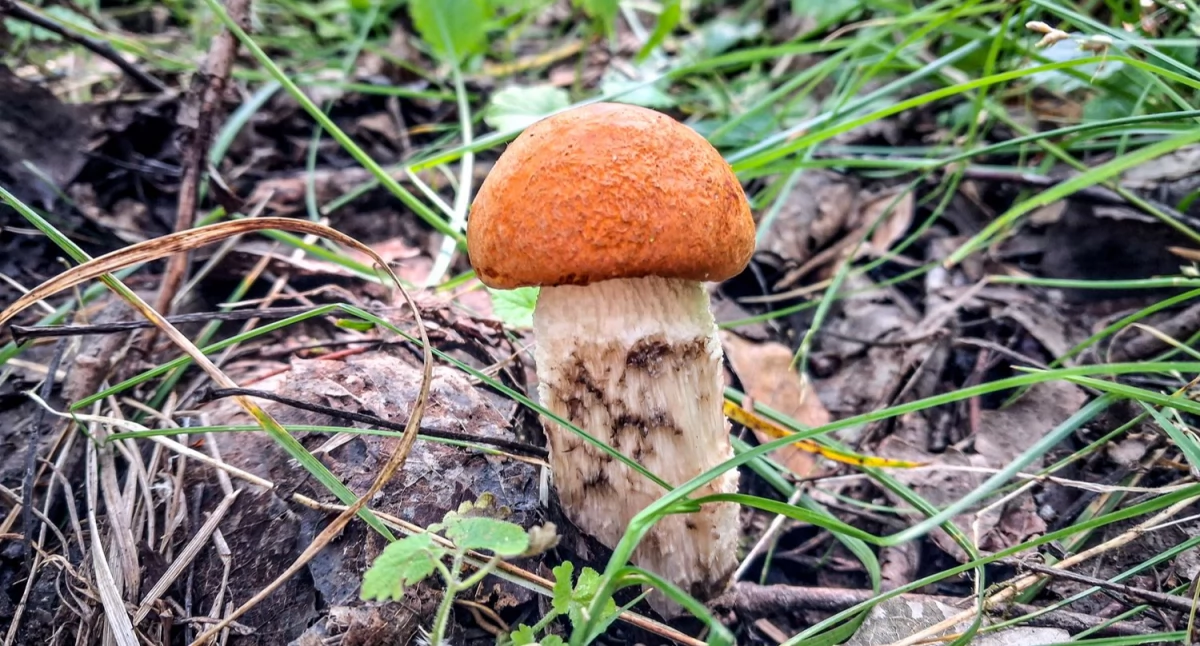 Eldorado na Bratniej Górze: koźlarze, borowiki i... kleszcze [ZDJĘCIA]
