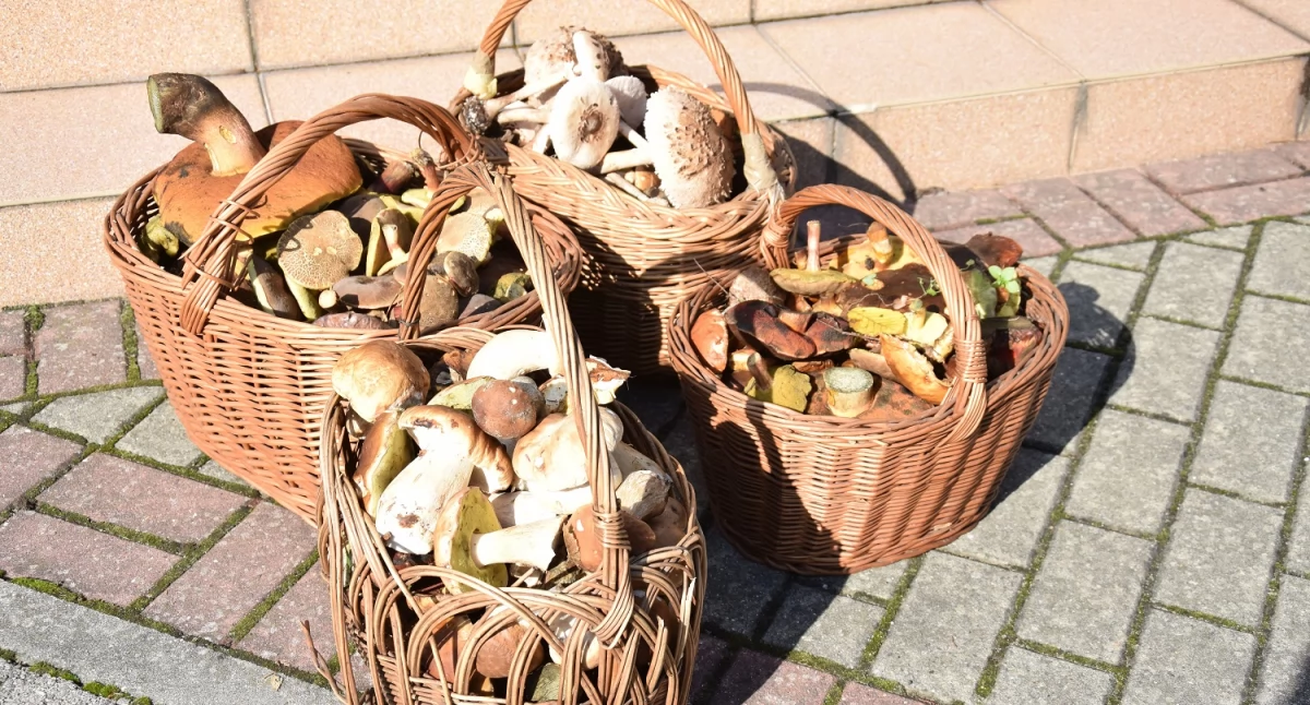 Na wielkie grzybobranie zapraszają 4 października