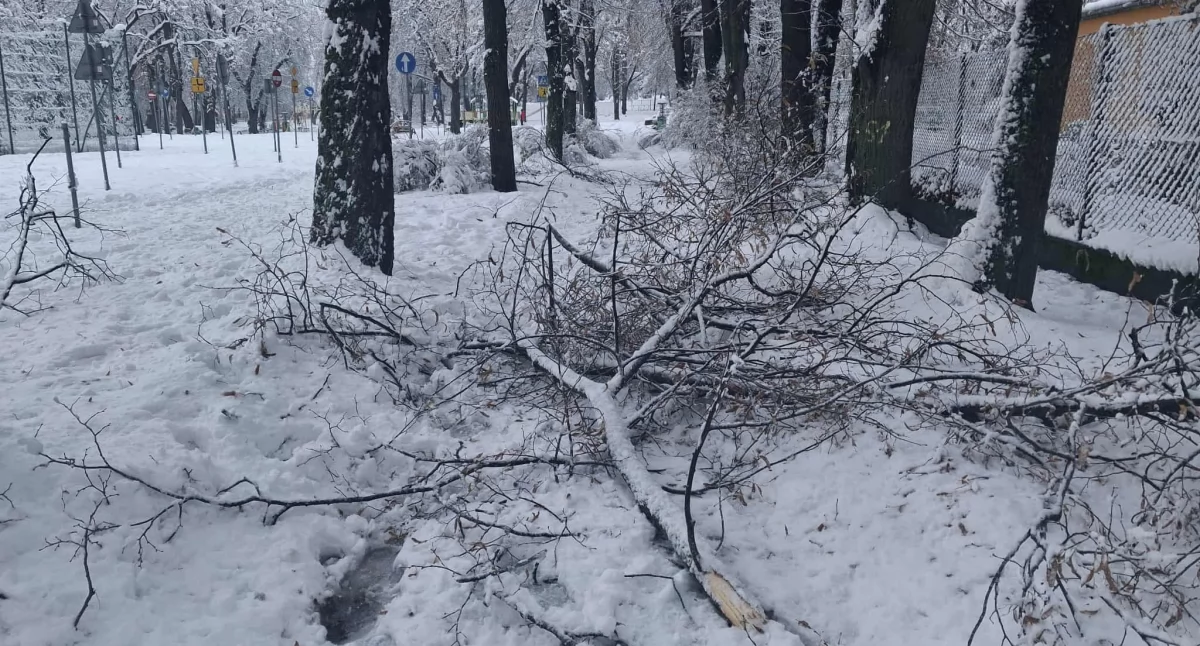 Burmistrz podjął decyzję o zamknięciu parków