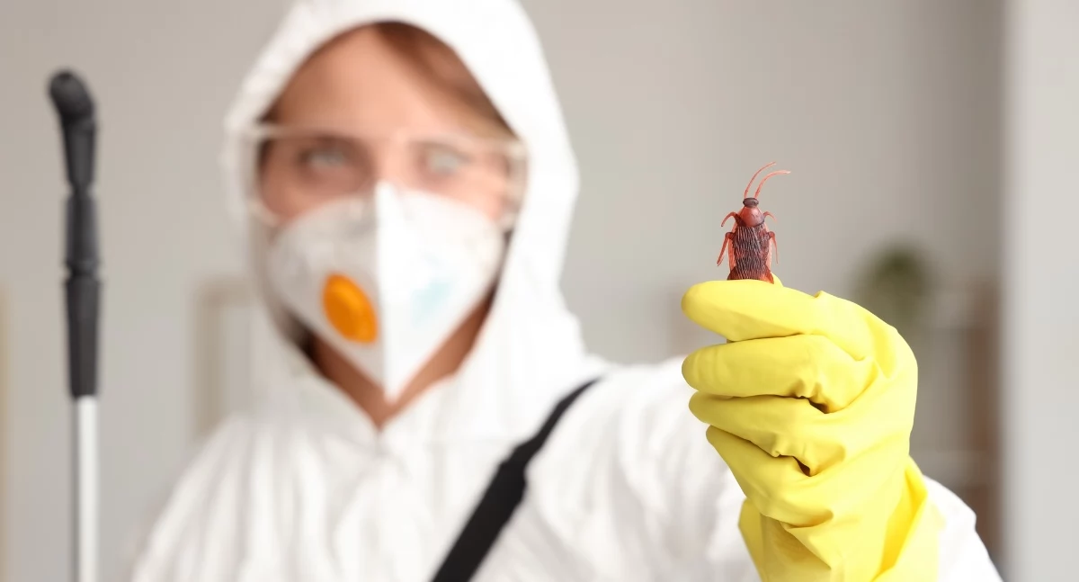 Jak skutecznie zwalczać karaluchy w kuchni: jak wybrać i stosować insektycyd na karaluchy