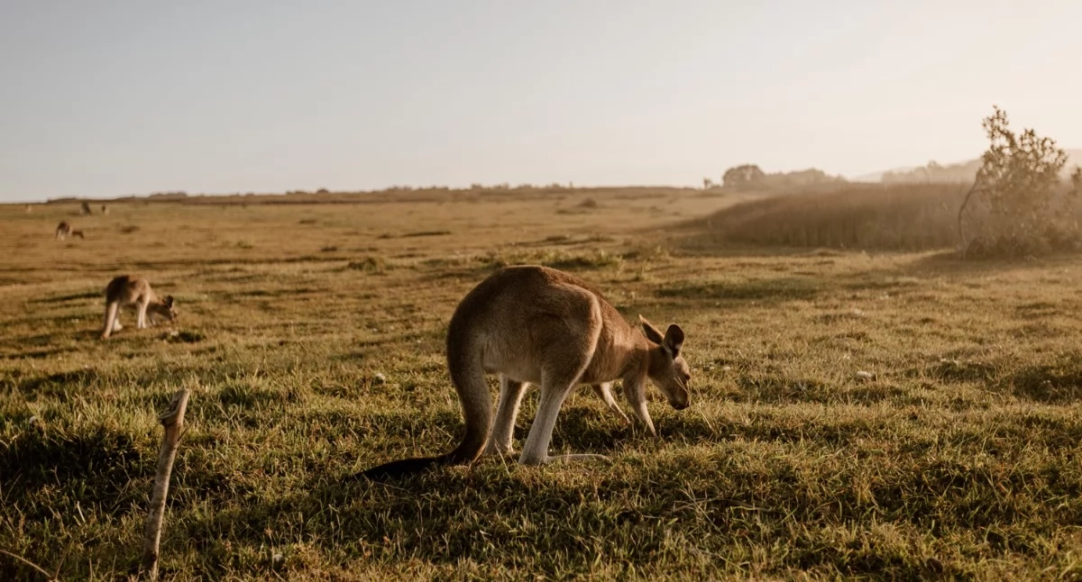 Dlaczego warto wybrać się na ekskluzywną majówkę w 2026 do Australii?