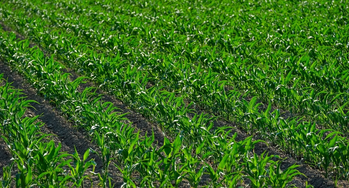 Formy azotu w nawożeniu mineralnym: Czym różni się forma azotanowa, amonowa i amidowa oraz jak dobrać produkt do typu gleby?